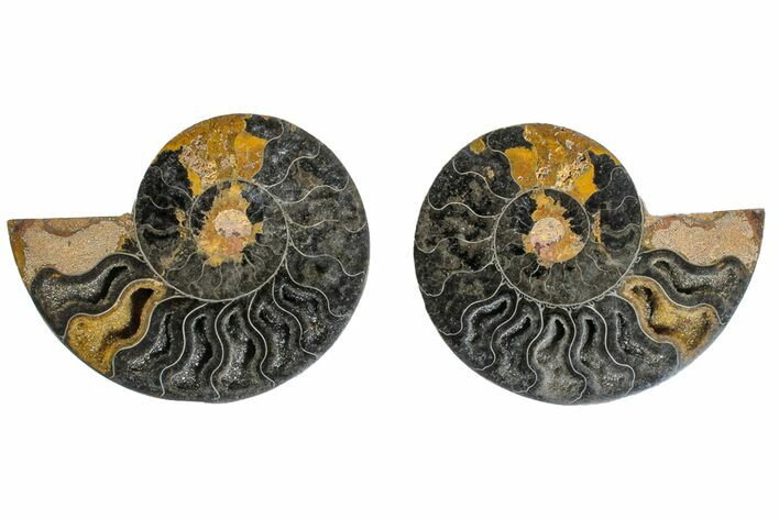 Cut/Polished Ammonite Fossil - Unusual Black Color #165491